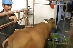 ZOO Porn and Animal sex video